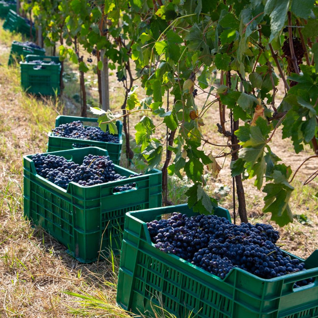 Product image for Fontanafredda Barolo