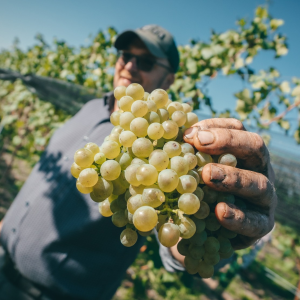 Product image for Weingut Bernhard Ott Am Berg Gruner Veltliner