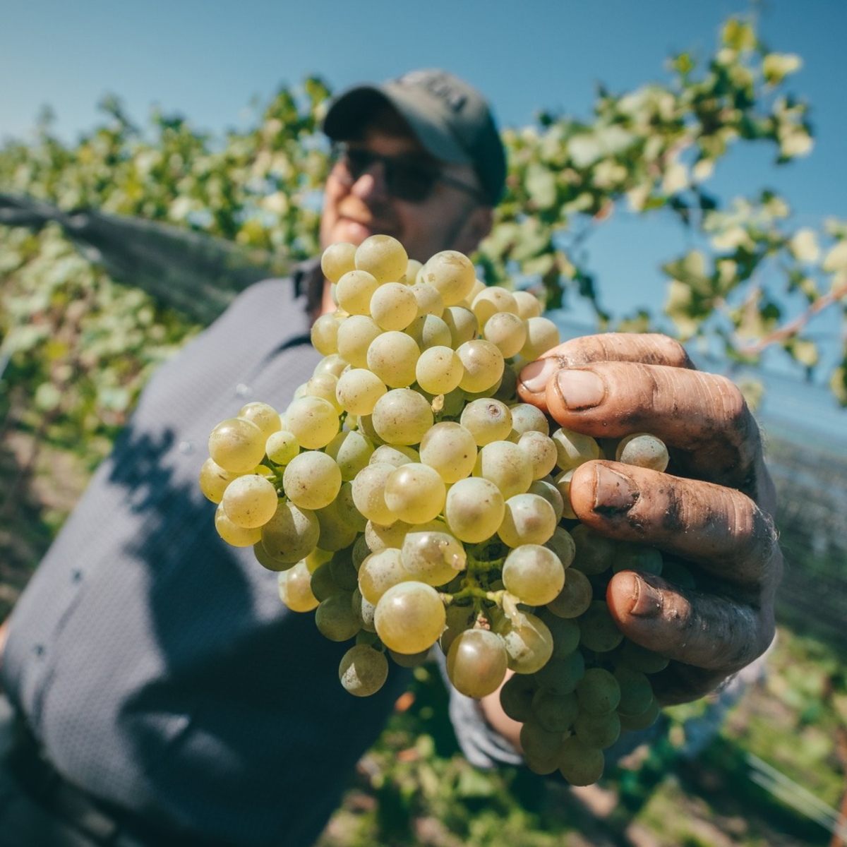 Product image for Weingut Bernhard Ott Am Berg Gruner Veltliner
