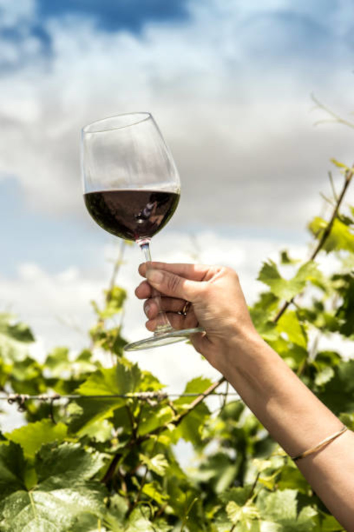 Product image for Alambrado Malbec