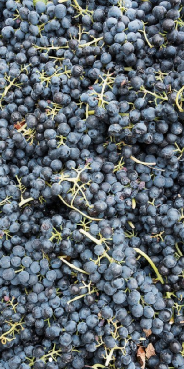 Product image for Two Hands Tenacity Shiraz