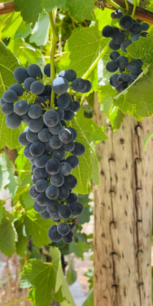 Product image for Two Hands Tenacity Shiraz