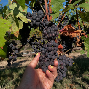 Product image for Malivoire Gamay