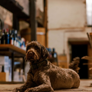 Product image for Gut Oggau Theodora