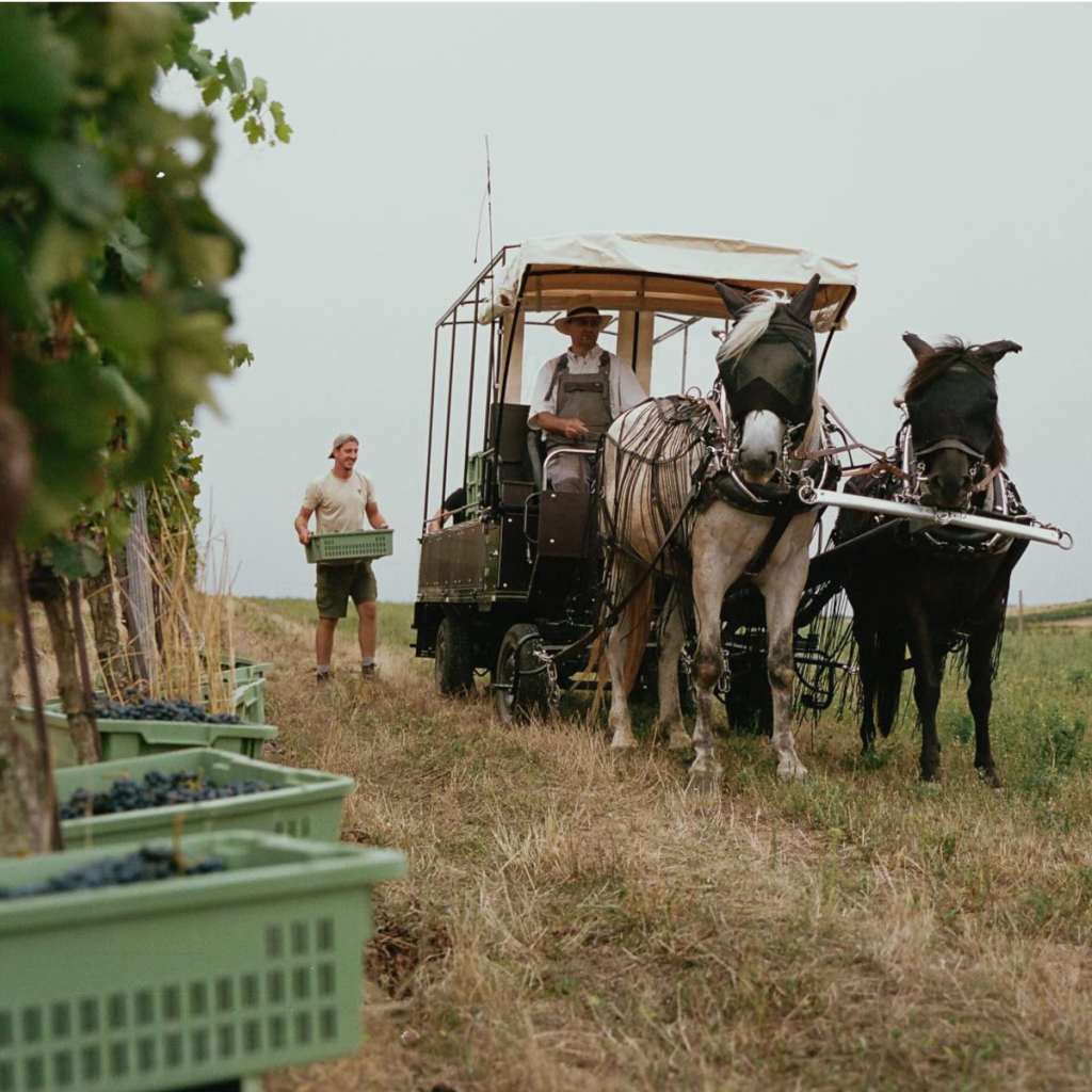 Product image for Gut Oggau Theodora