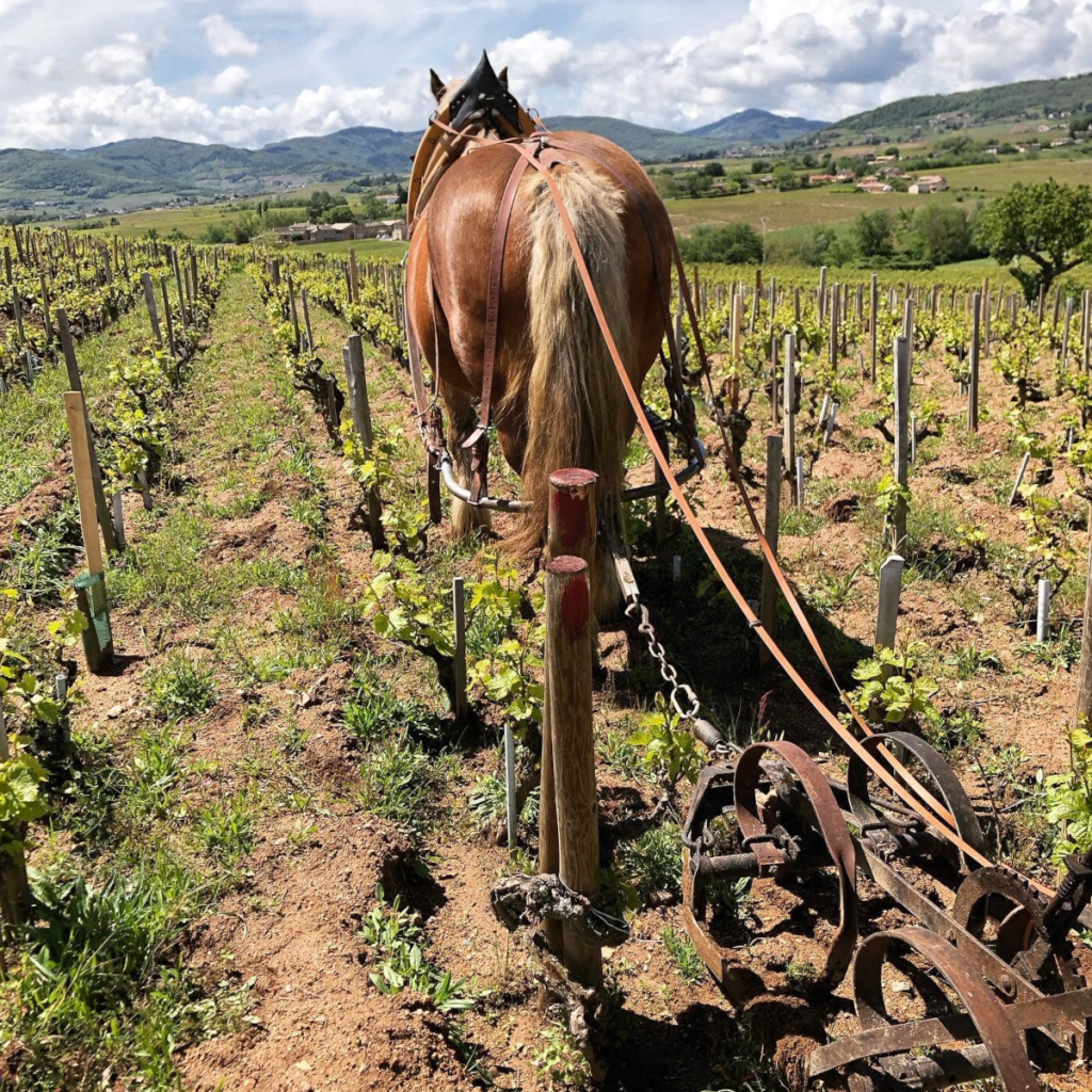 Product image for Lapierre Morgon