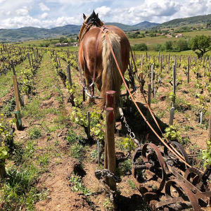 Product image for Lapierre Morgon