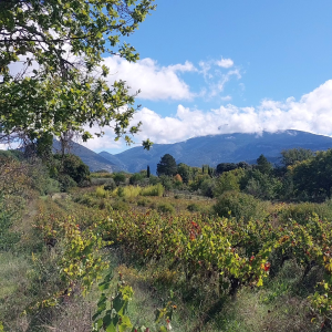 Product image for Saint Jean du Barroux L'Argile