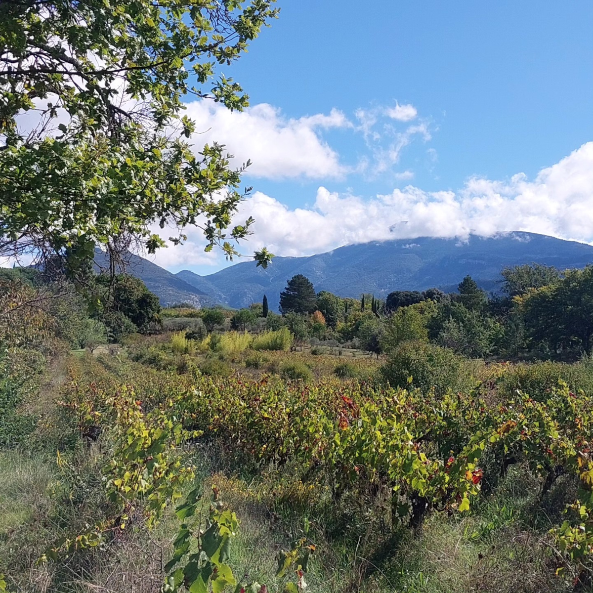 Product image for Saint Jean du Barroux L'Argile