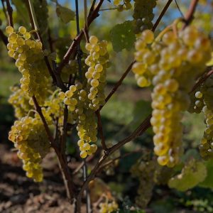 Product image for Lightfoot & Wolfville Terroir Riesling