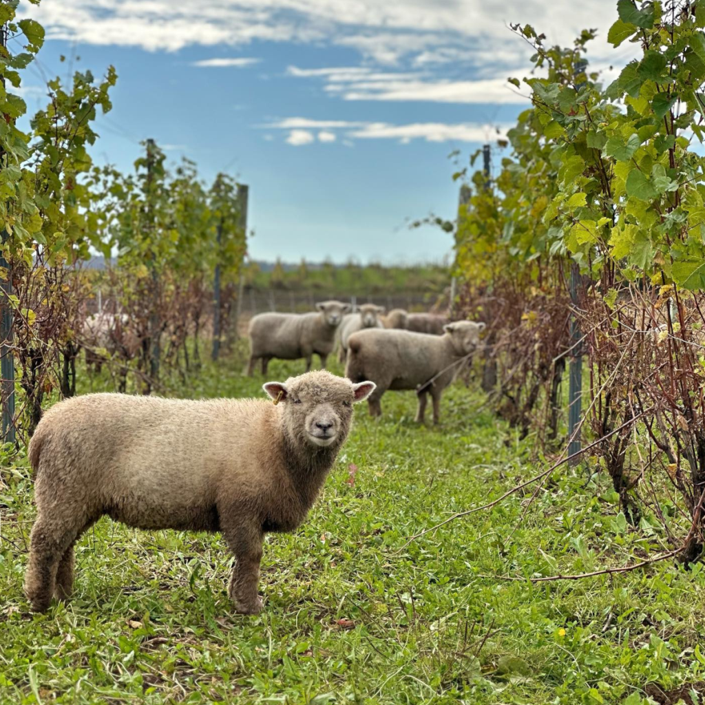 Product image for Lightfoot & Wolfville Ancienne Pinot Noir