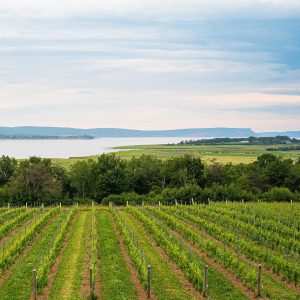 Product image for Lightfoot & Wolfville Ancienne Chardonnay