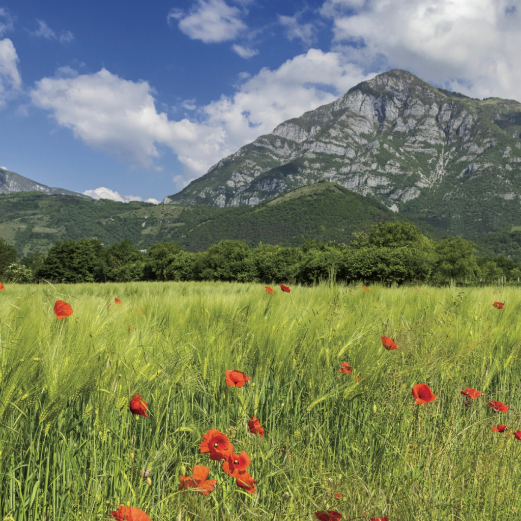 Product image for La Delizia Pinot Grigio