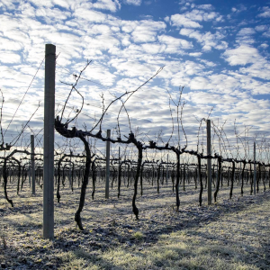 Product image for La Delizia Pinot Grigio