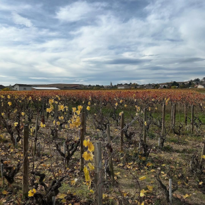 Product image for Lapierre Morgon