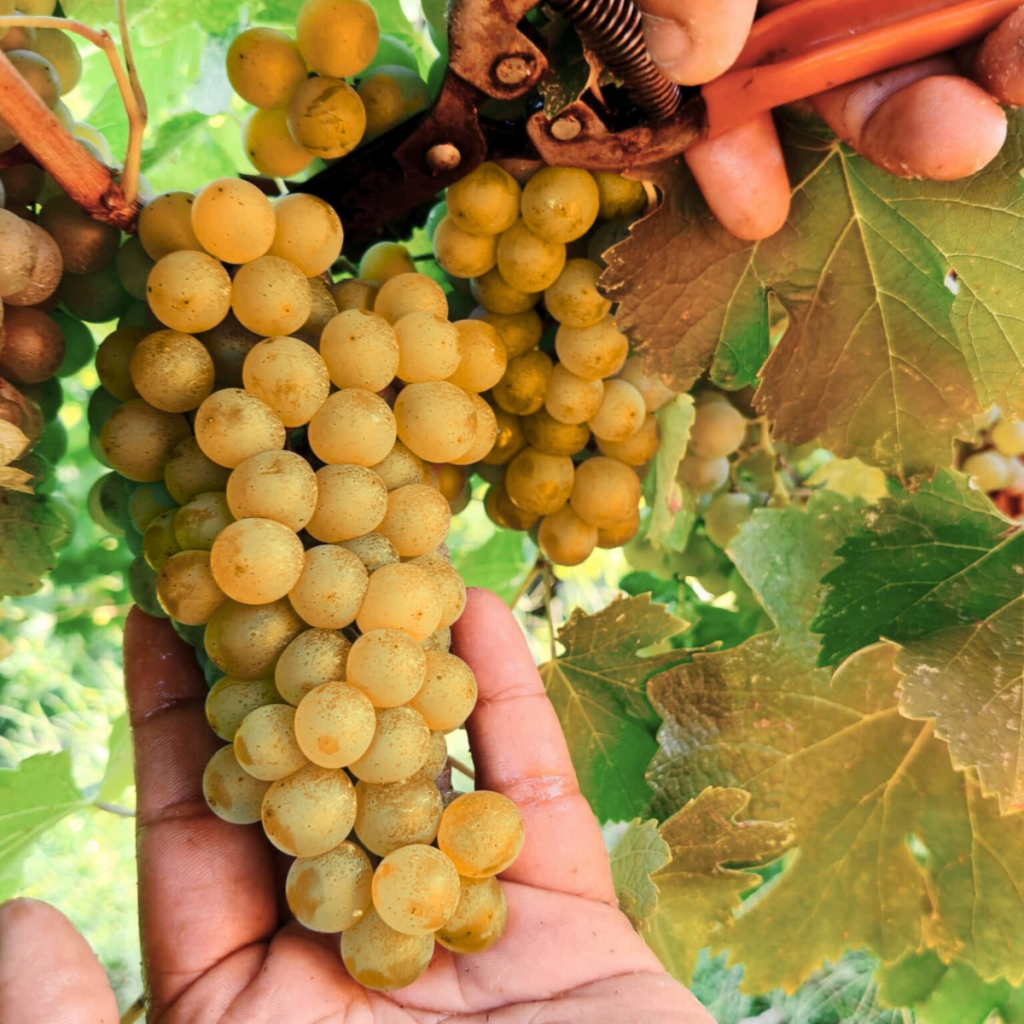 Product image for Livon Pinot Grigio