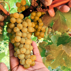 Product image for Livon Pinot Grigio