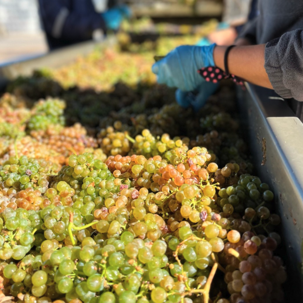 Product image for Montes Alpha Chardonnay