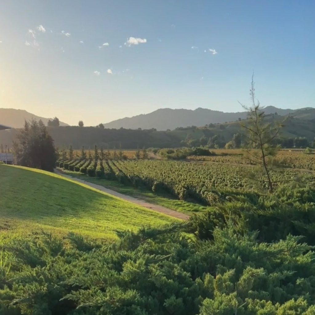 Product image for Montes Alpha Chardonnay