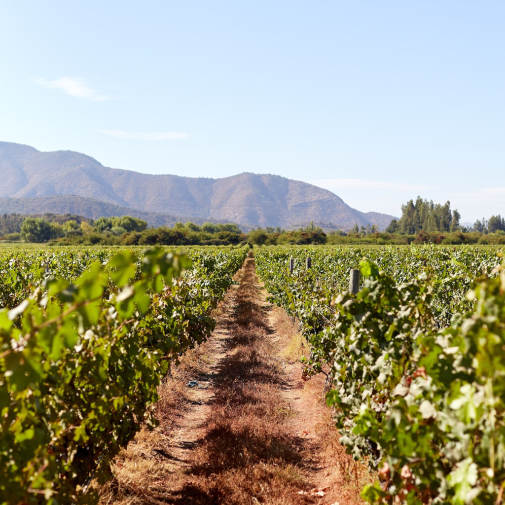 Product image for Montes Alpha Cabernet Sauvignon