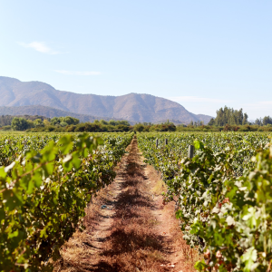 Product image for Montes Alpha Cabernet Sauvignon