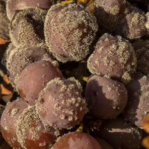 Product image for Chateau Guiraud Sauternes