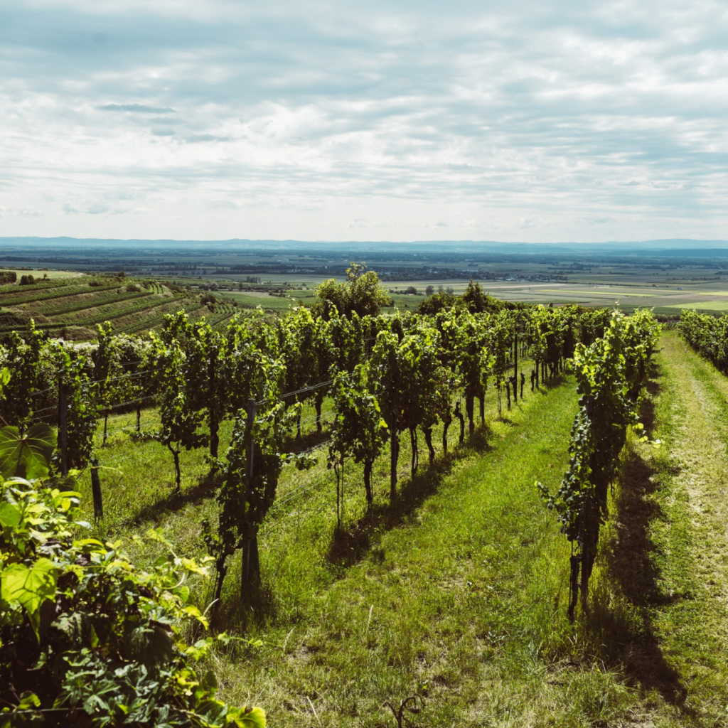Product image for Weingut Bernhard Ott Am Berg Gruner Veltliner