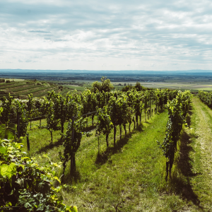 Product image for Weingut Bernhard Ott Am Berg Gruner Veltliner