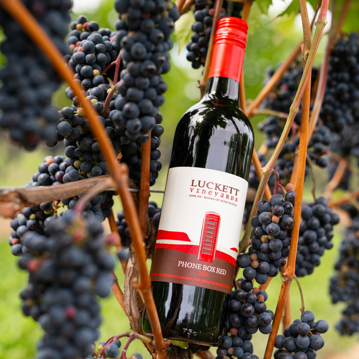 Product image for Luckett Vineyards Phone Box Red