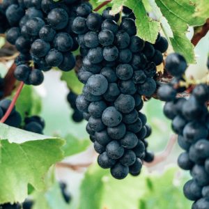 Product image for Spy Valley Pinot Noir 375 ml