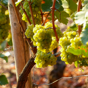 Product image for Am Stein Guts Riesling