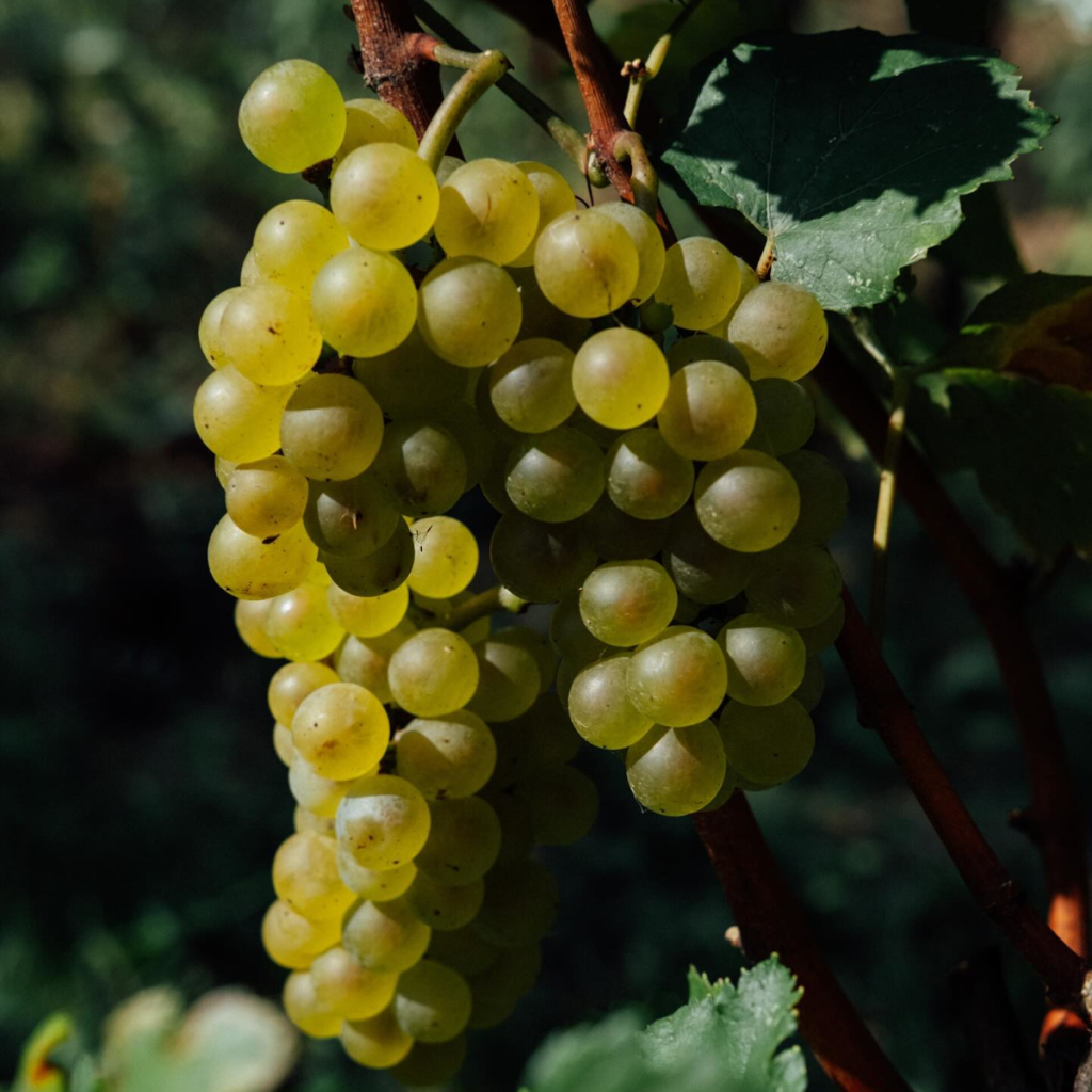 Product image for Riff Terra Alpina Pinot Grigio