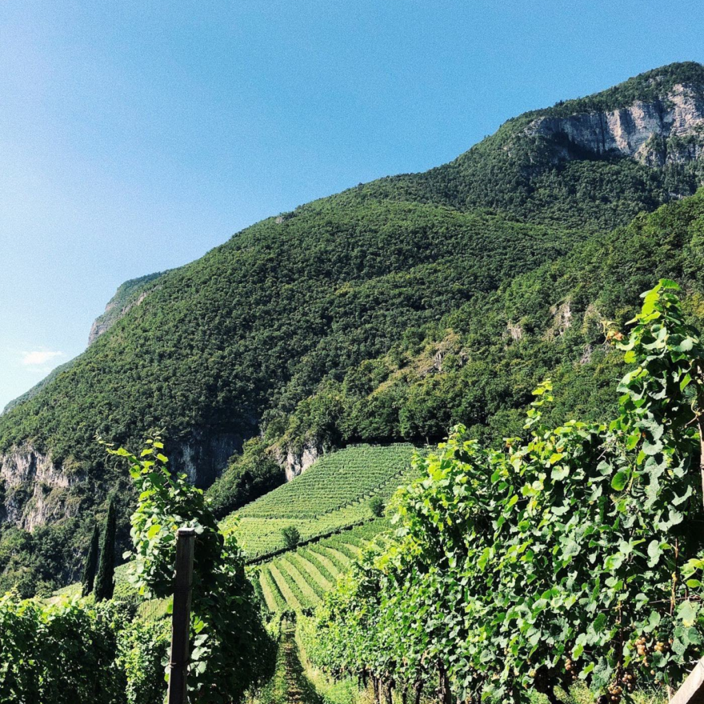 Product image for Riff Terra Alpina Pinot Grigio