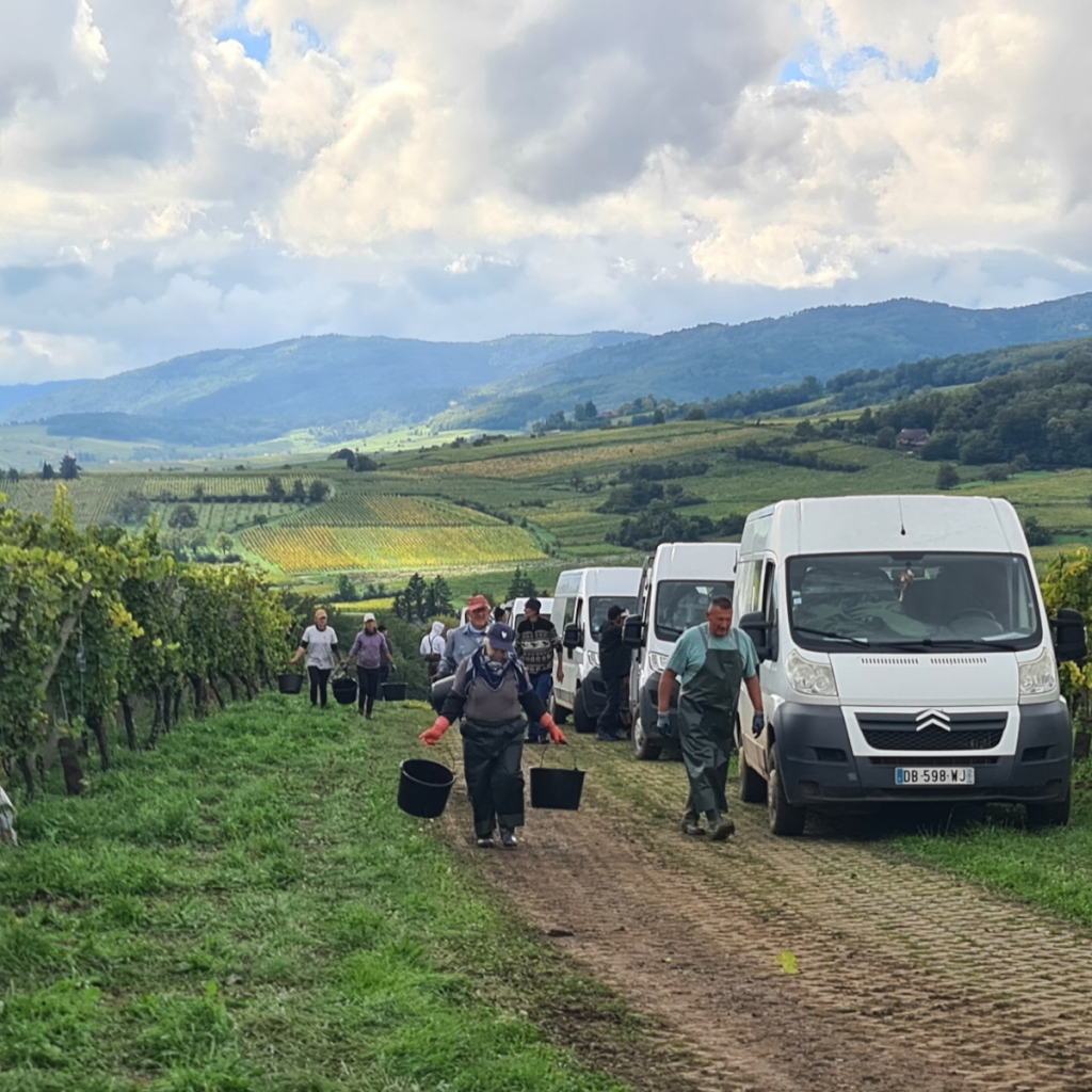 Product image for Rolly Gassmann Pinot Blanc