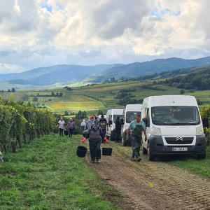 Product image for Rolly Gassmann Pinot Blanc