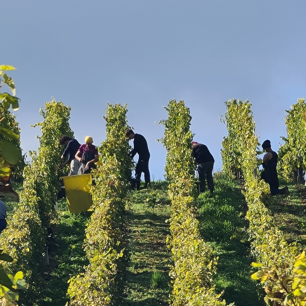 Product image for Rolly Gassmann Pinot Blanc