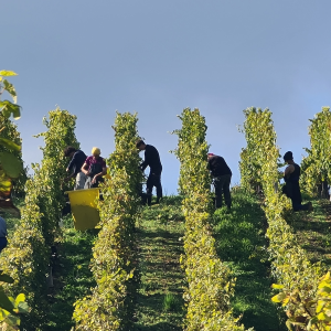 Product image for Rolly Gassmann Pinot Blanc