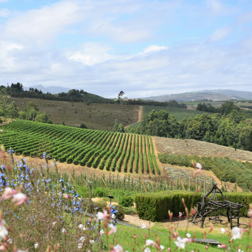 Product image for Footprint Sauvignon Blanc