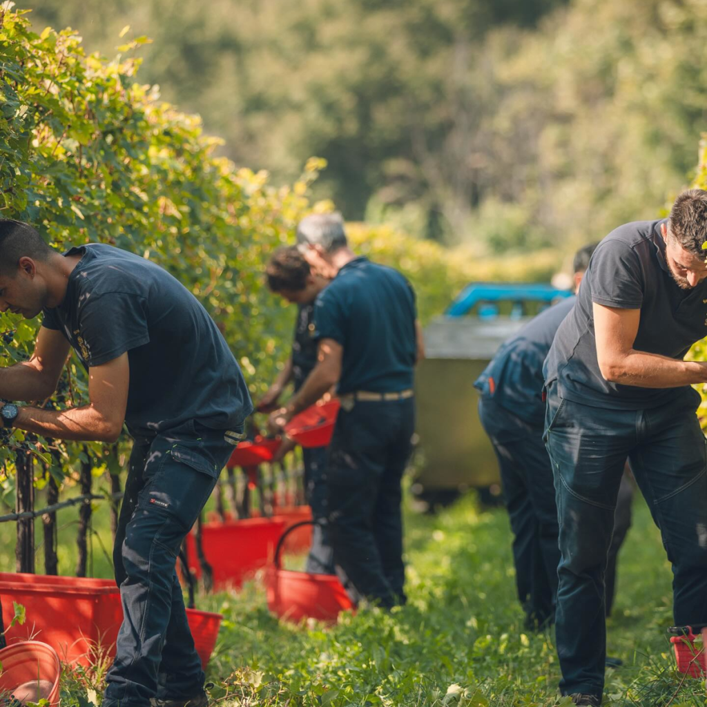 Product image for San Leonardo Vette Sauvignon Blanc