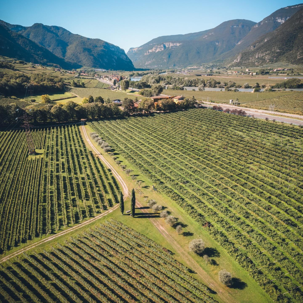 Product image for San Leonardo Vette Sauvignon Blanc