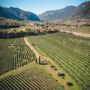 Product image for San Leonardo Vette Sauvignon Blanc