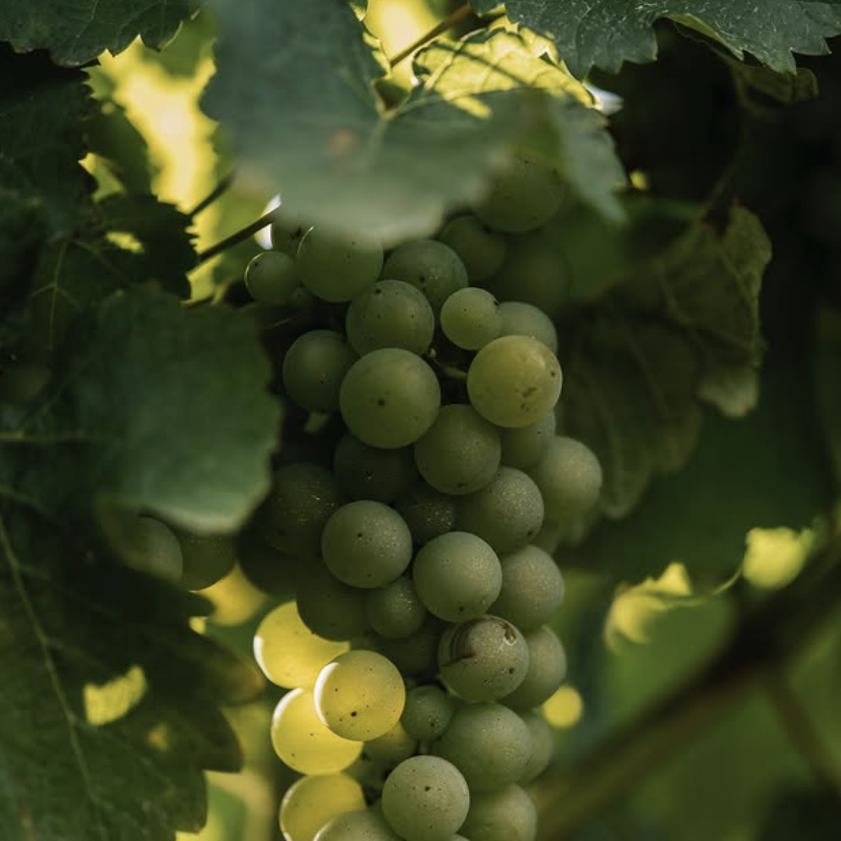 Product image for Pask Gimblett Gravels Sauvignon Blanc