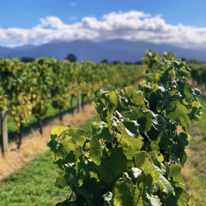 Product image for Satellite Sauvignon Blanc