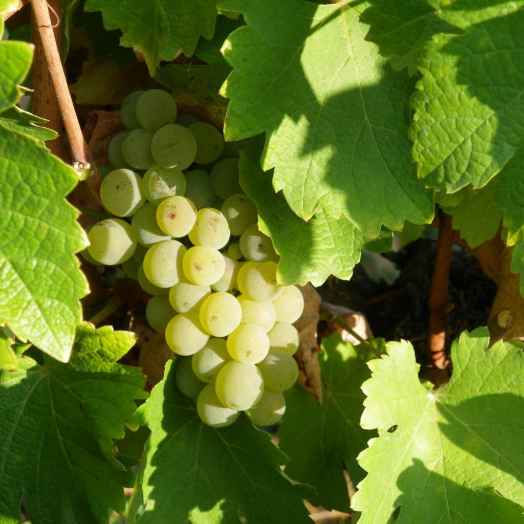 Product image for Echeverria Valle Dorado Sauvignon Blanc