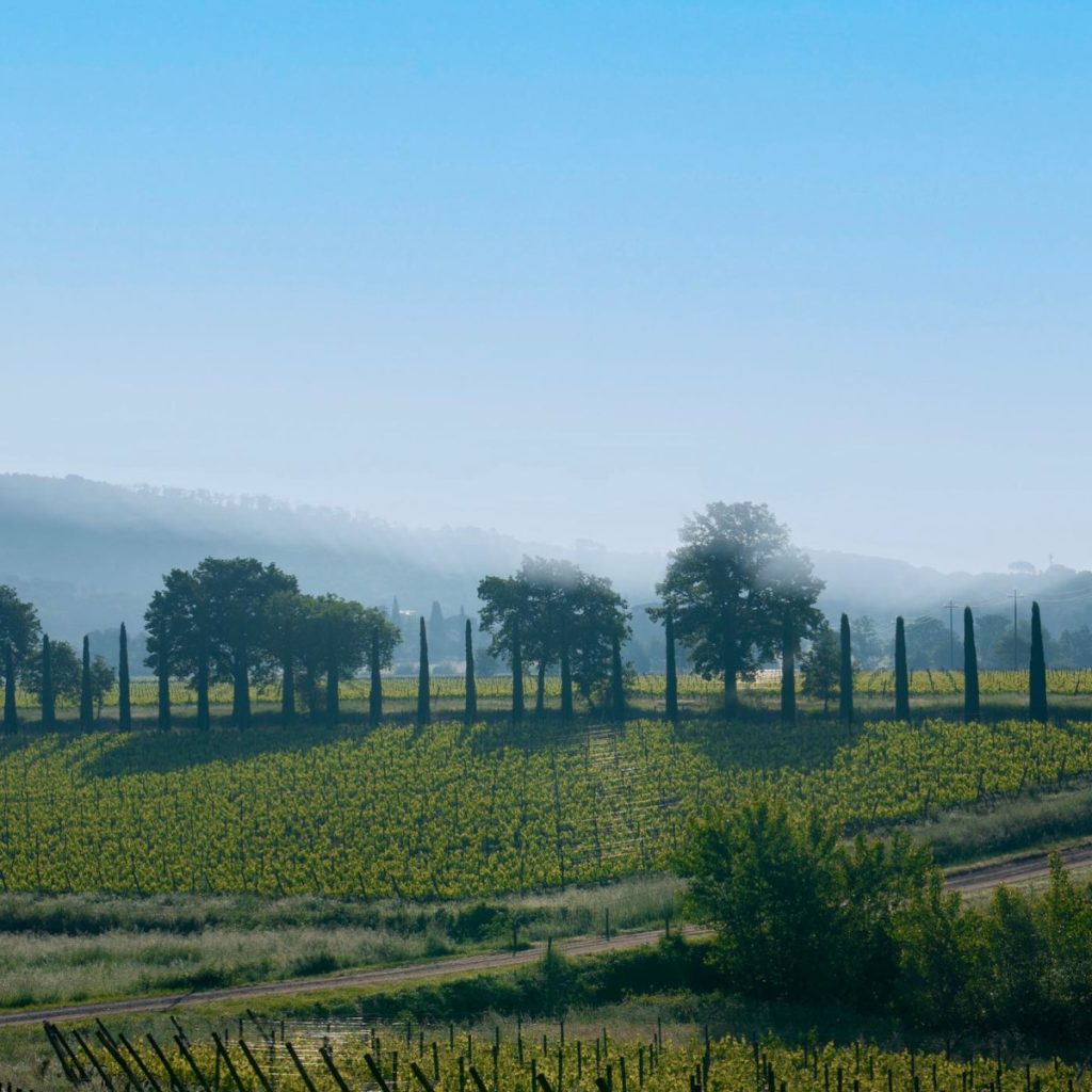 Product image for Tenuta Sette Ponti Oreno