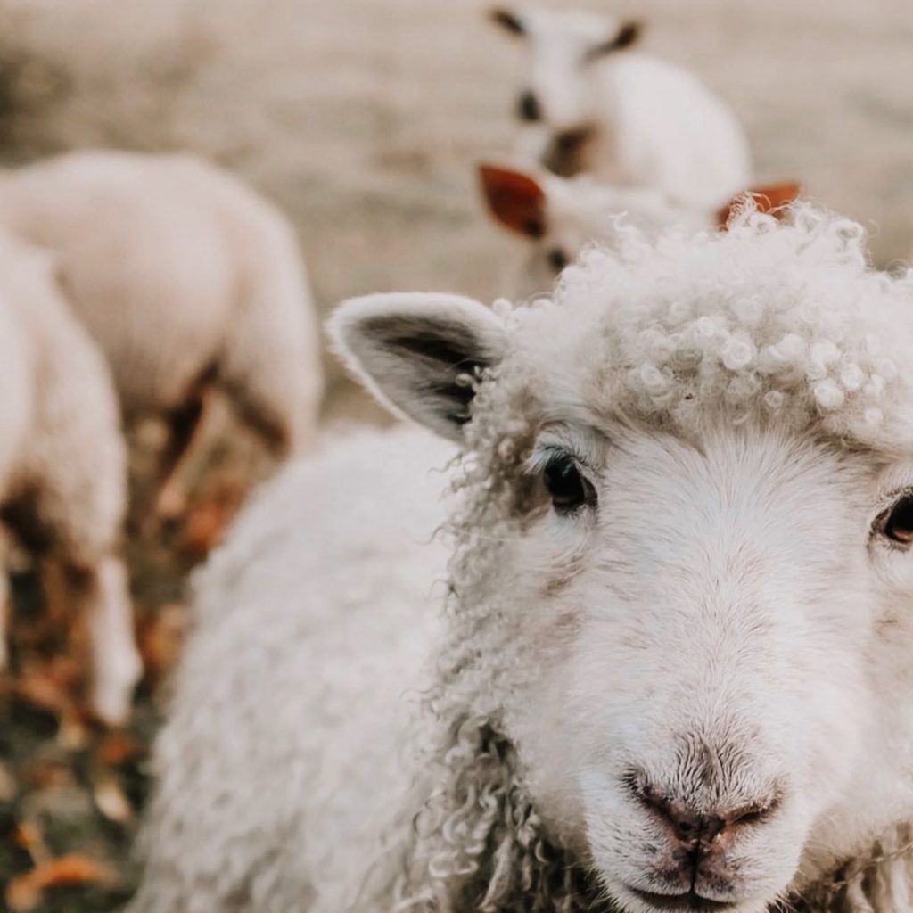 Product image for Spy Valley Sauvignon Blanc