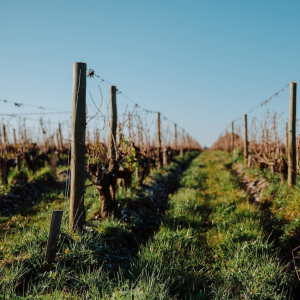 Product image for Chateau Argadens Rouge