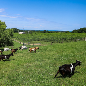 Product image for Tawse Chardonnay