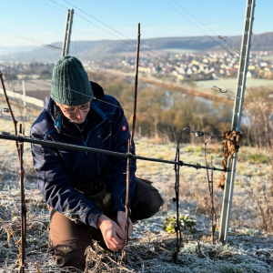 Product image for Am Stein Guts Riesling