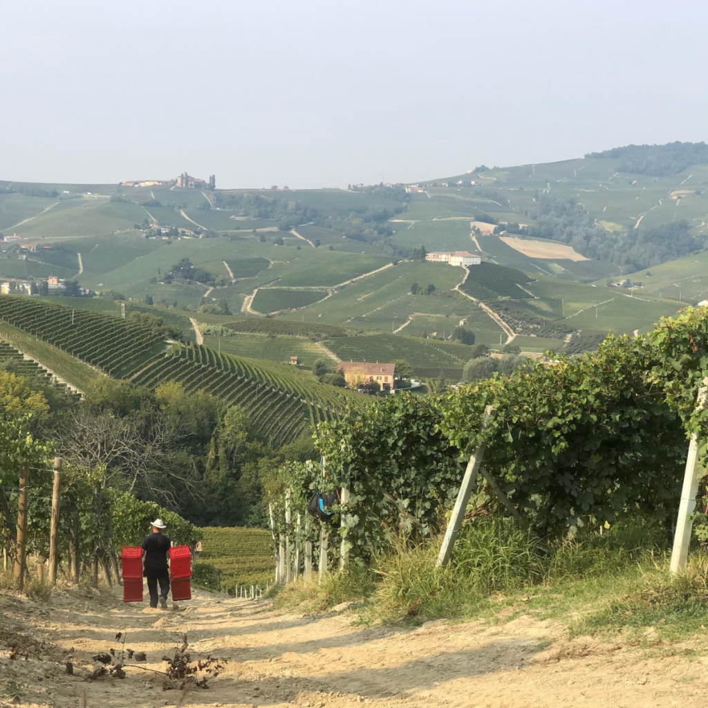 Product image for Vietti Barolo